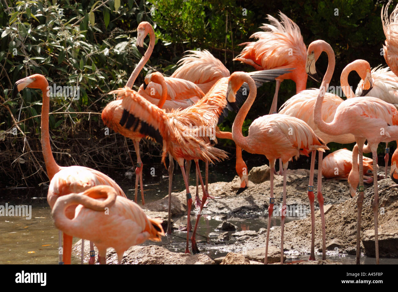 Pink flamingos at the zoo in Flatts Village Bermuda Stock Photo