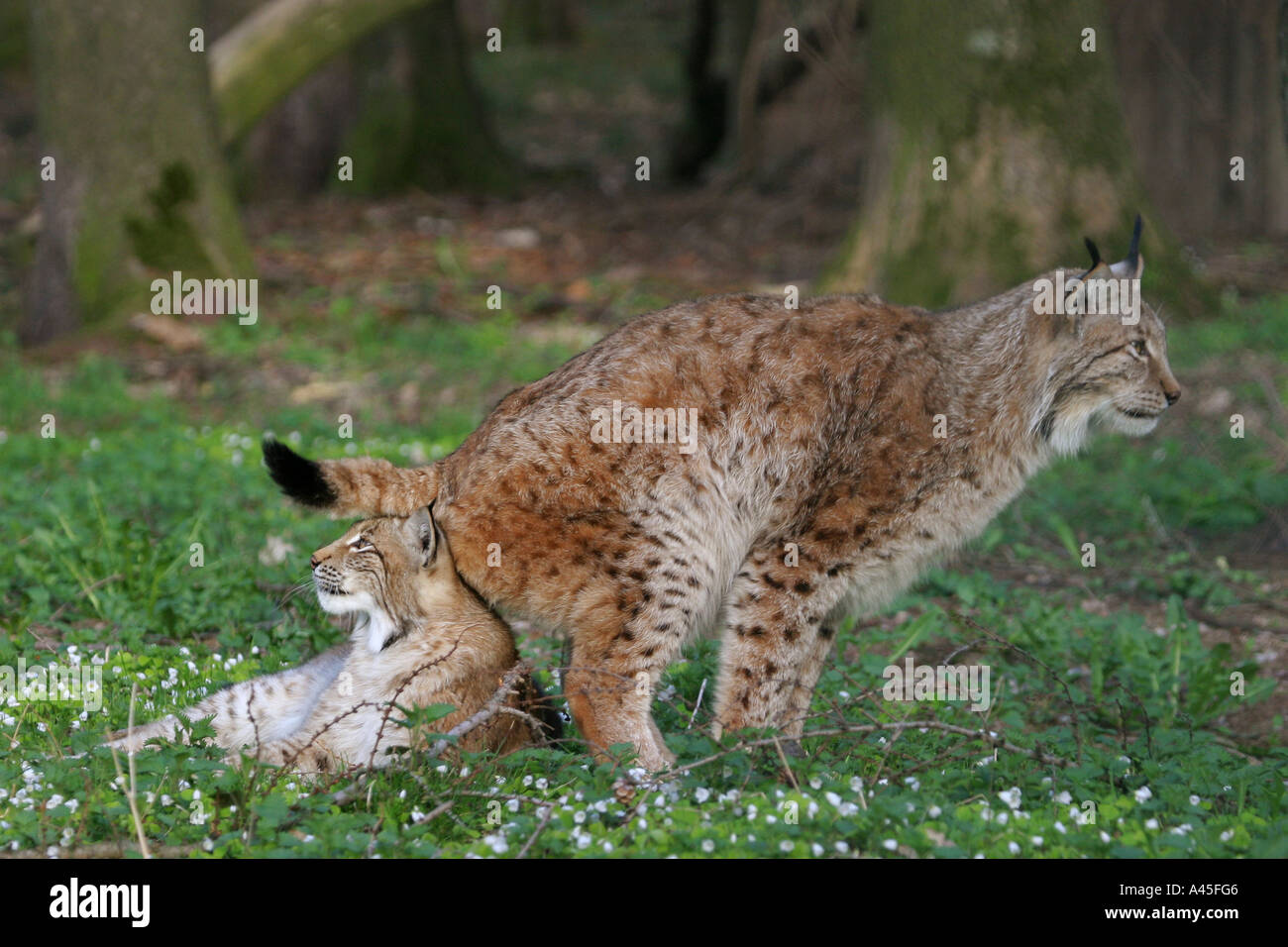 Alttier markiert Jungtier Europäische Luchse Lynx lynx Stock Photo