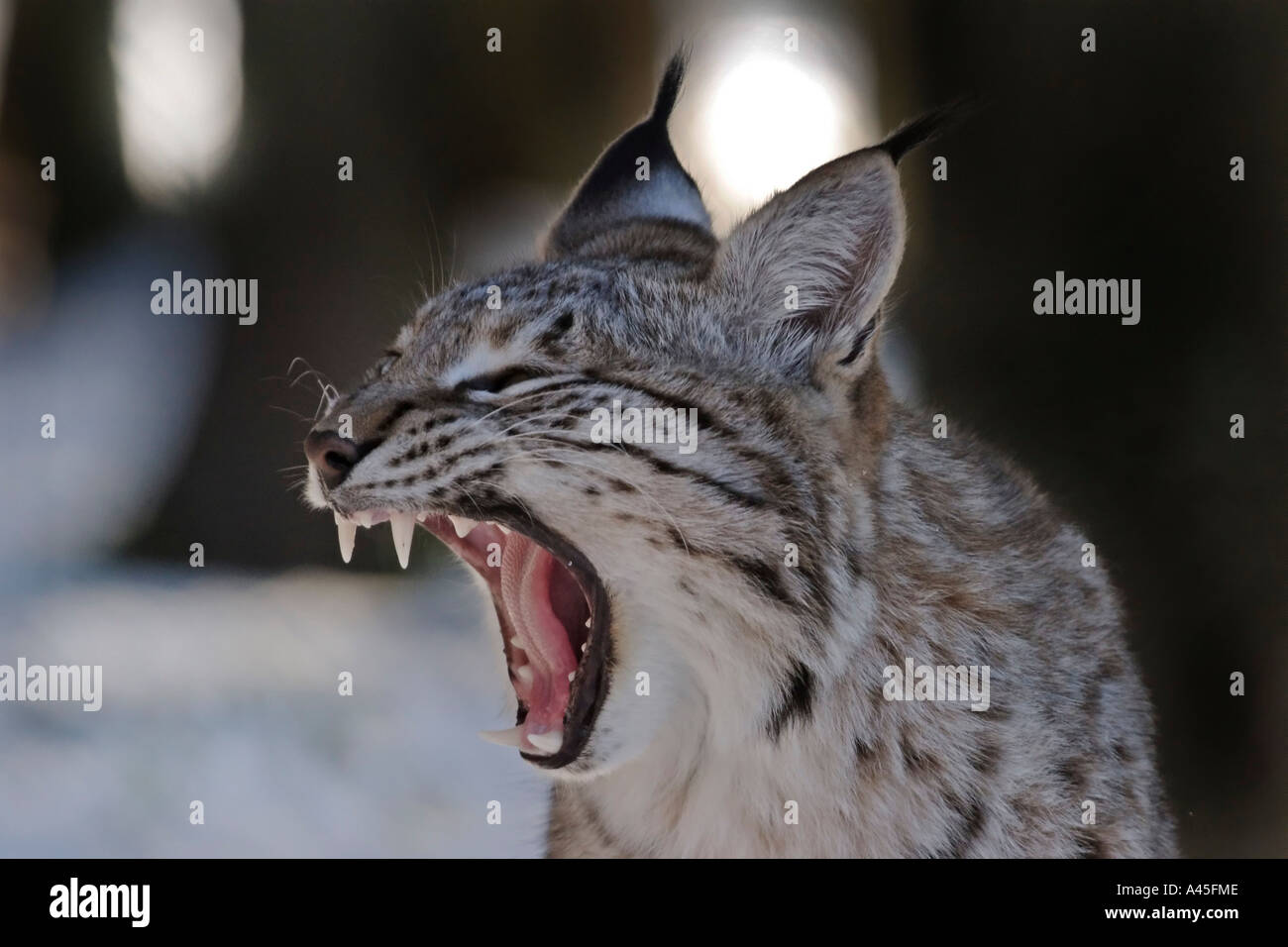 European lynx yawn in snow Stock Photo