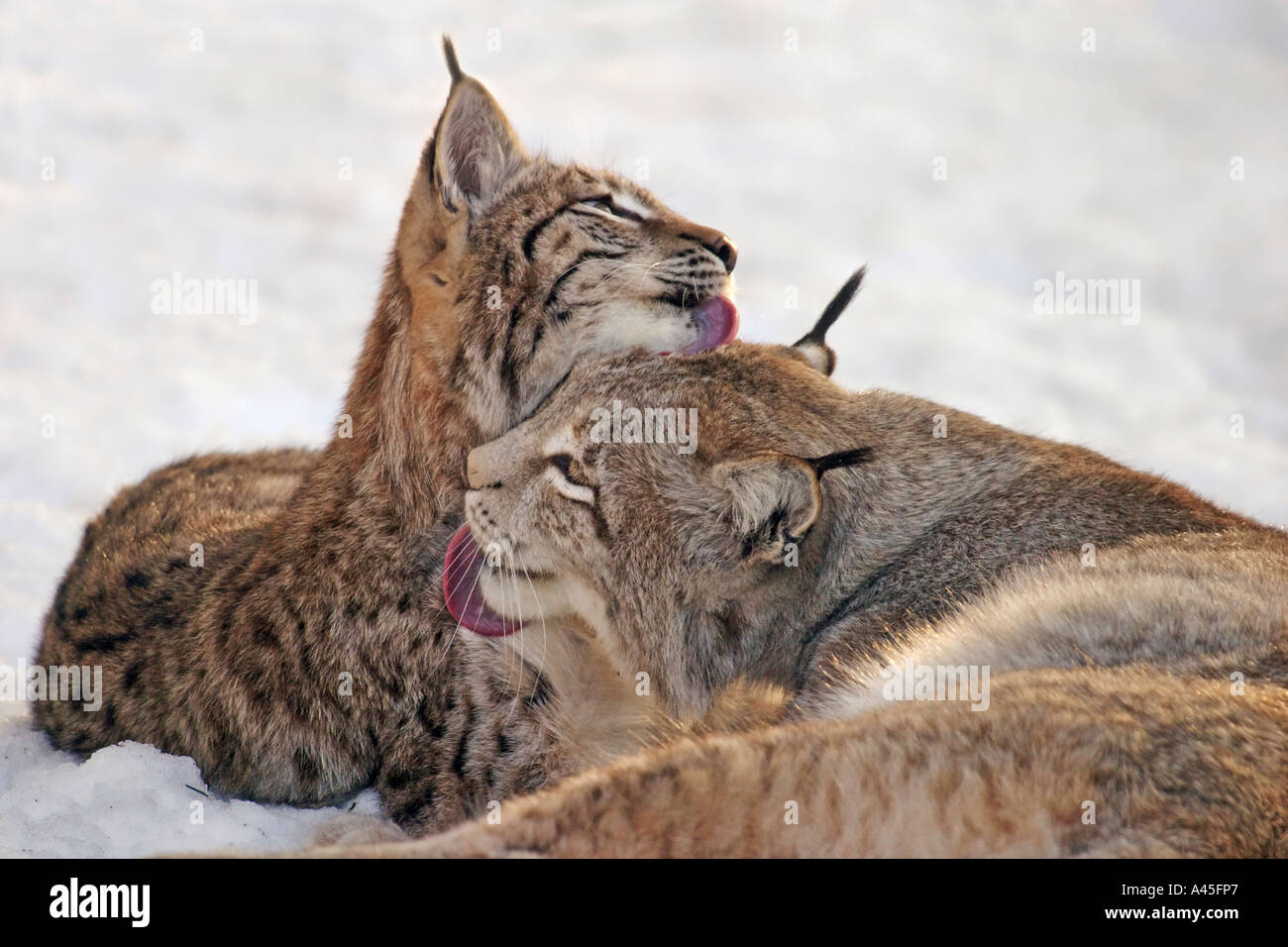 Europäische Luchse Lynx lynx putzen sich gegenseitig im Schnee Mutter mit Jungtier Stock Photo