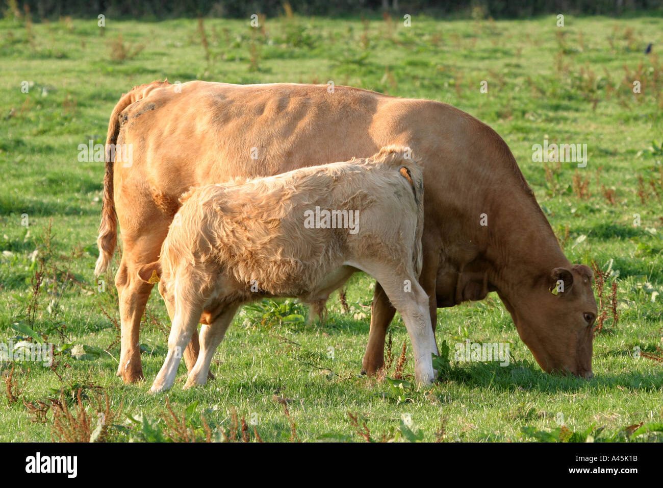 Jersey cow calf hires stock photography and images Alamy