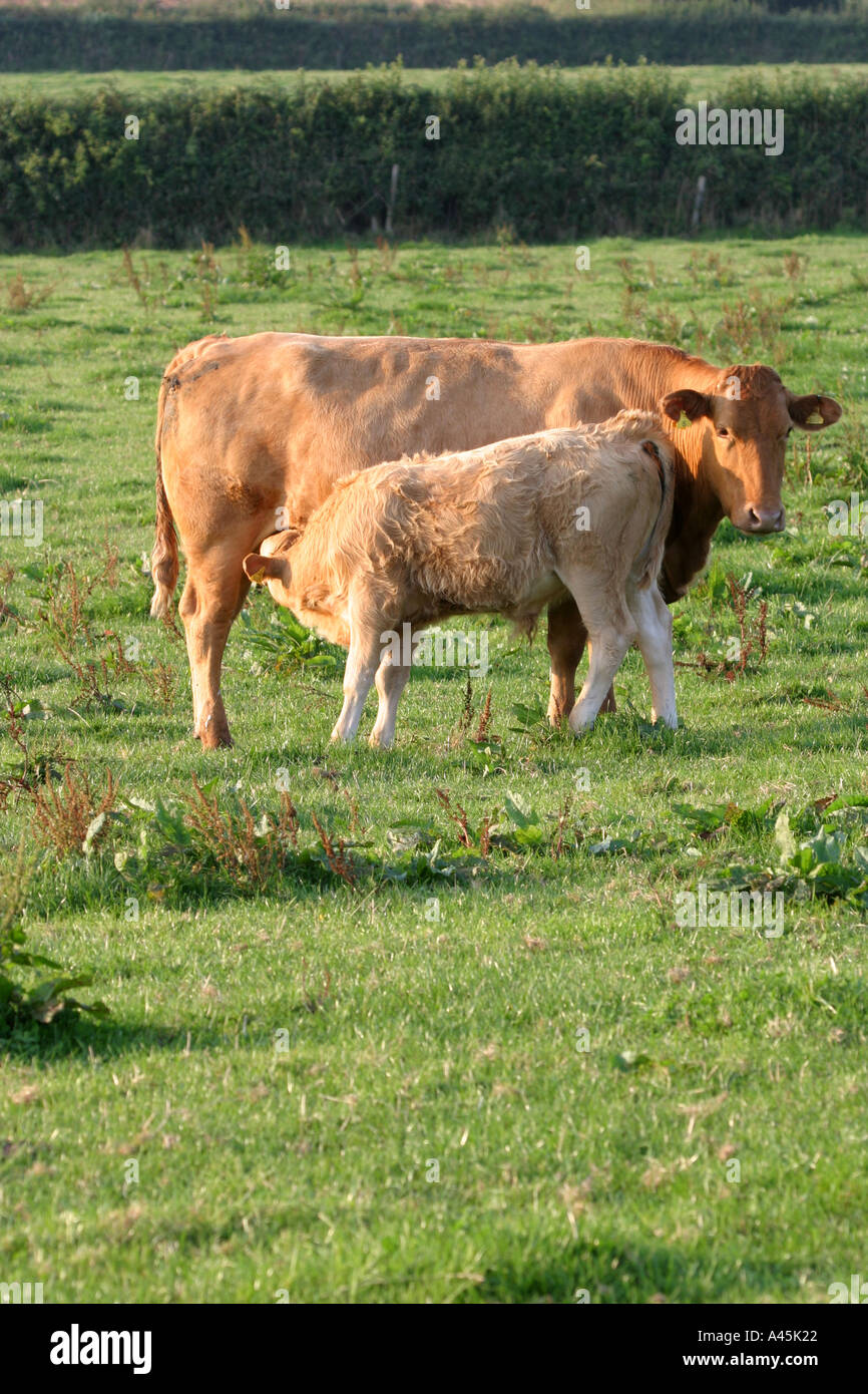jersey cow and feeding calf in warm evening light Stock Photo