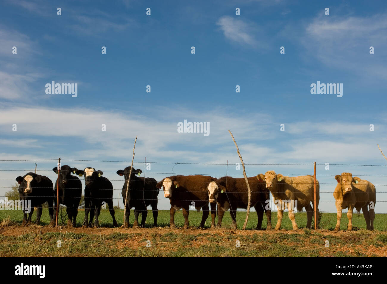 COWS LINE UP BEHIND A BARBED WIRE FENCE ON A TEXAS RANCH Stock Photo