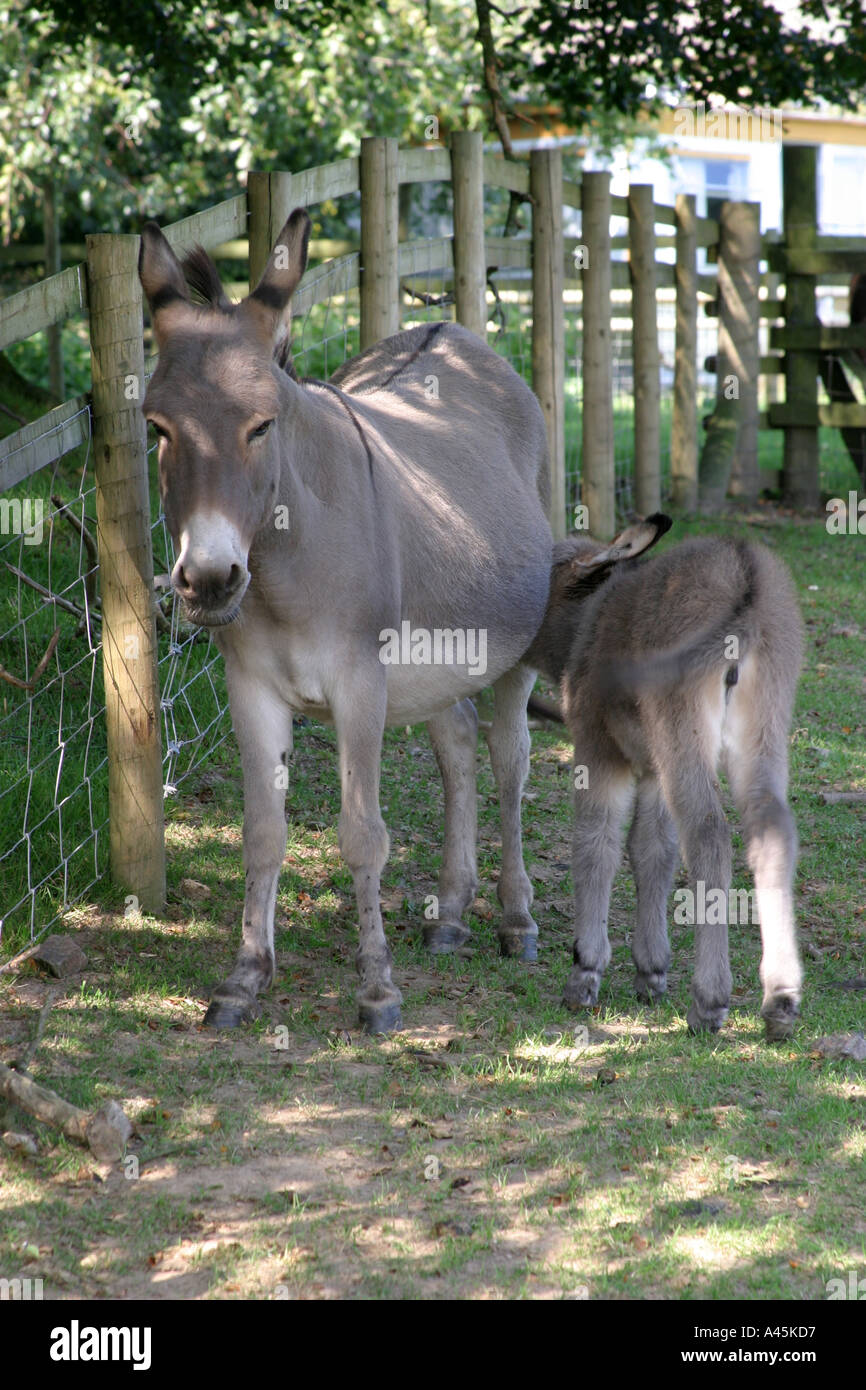 Mother feeding baby donkey Stock Photo - Alamy