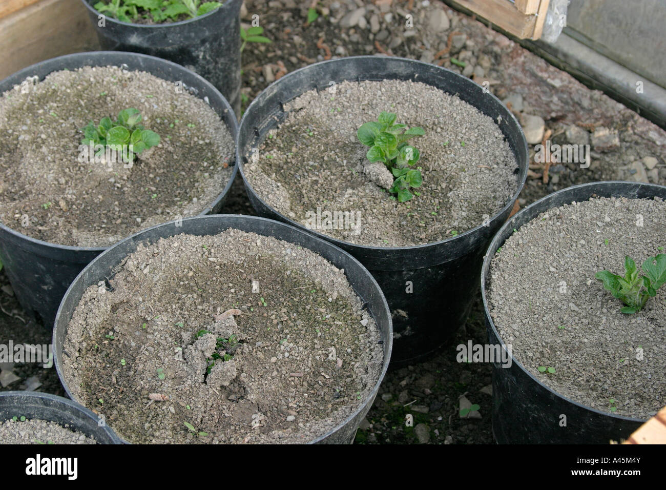 GROWING POTATOES IN CONTAINERS POTATO ROCKET CLOSE UP OF PLANT BREAKING