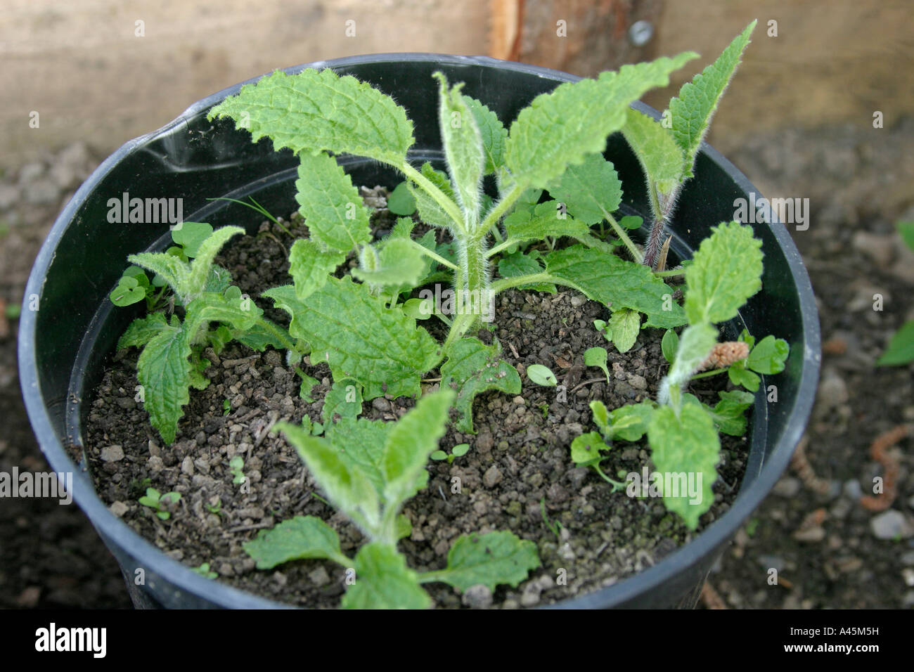 CHINESE ARTICHOKE STACHYS AFFINIS PLANTS GROWING IN POT Stock Photo Alamy