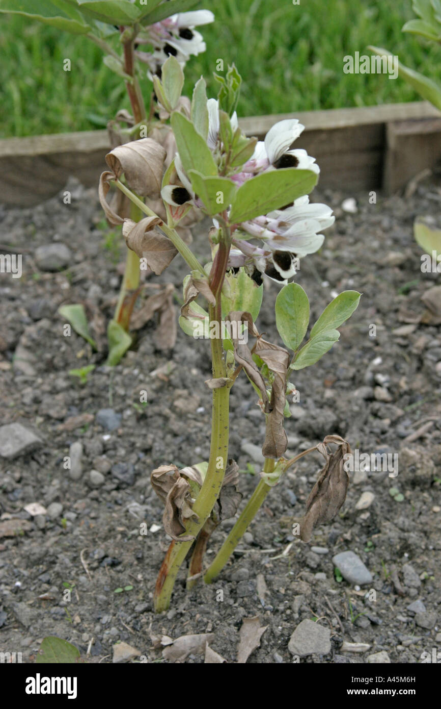 BROAD BEAN VICIA FABIA WITH FROST DAMAGE Stock Photo Alamy