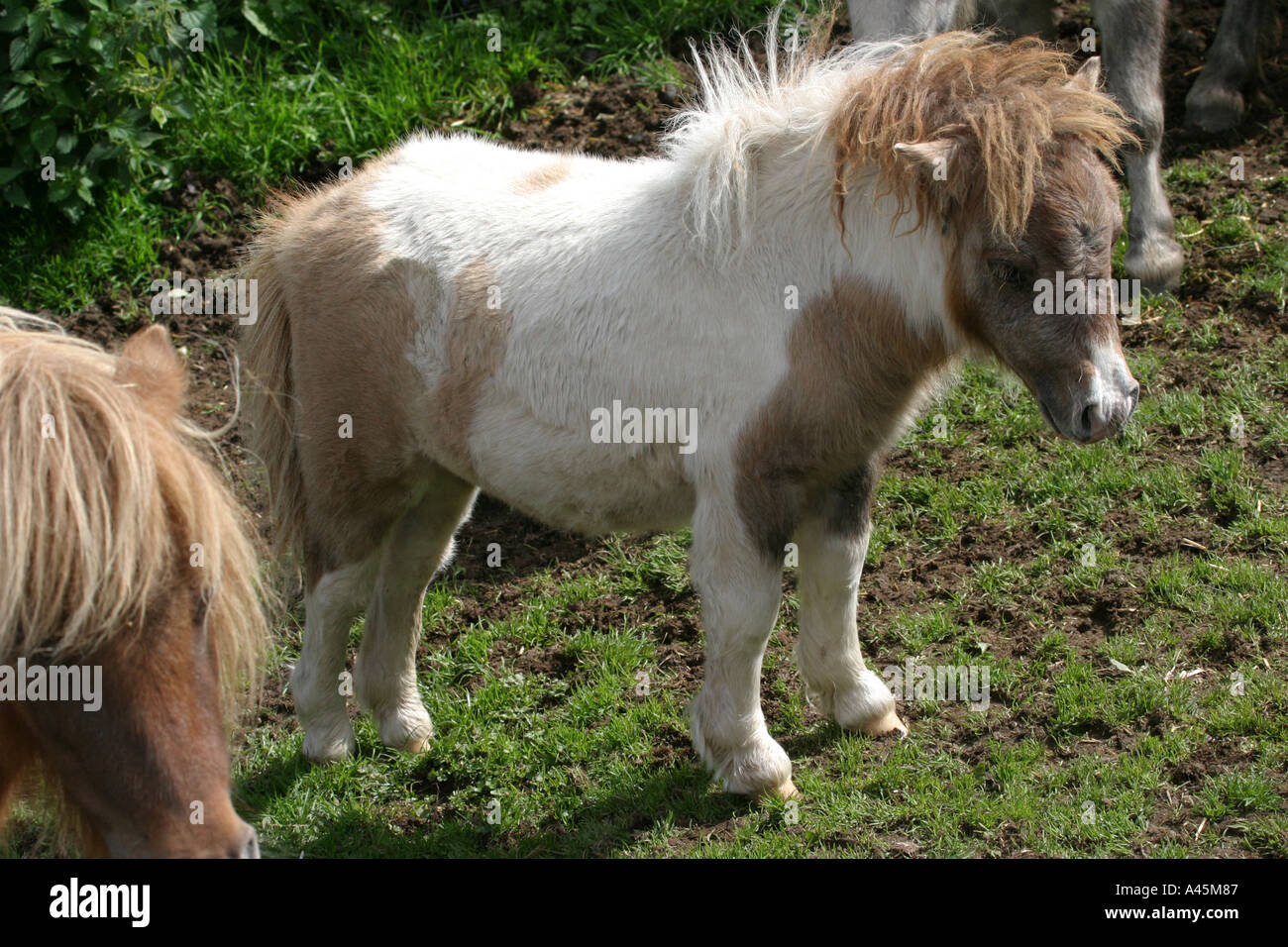 Miniature pony Stock Photo