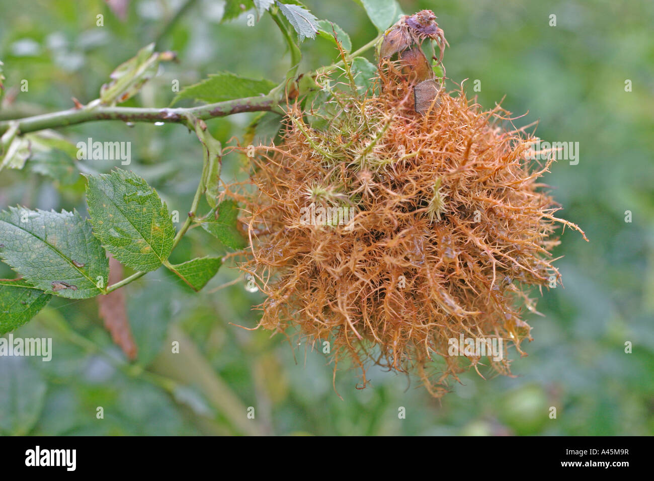 ROBINS PINCUSHION GALL WASP RHODITES ROSAE ON ROSE BUSH Stock Photo Alamy