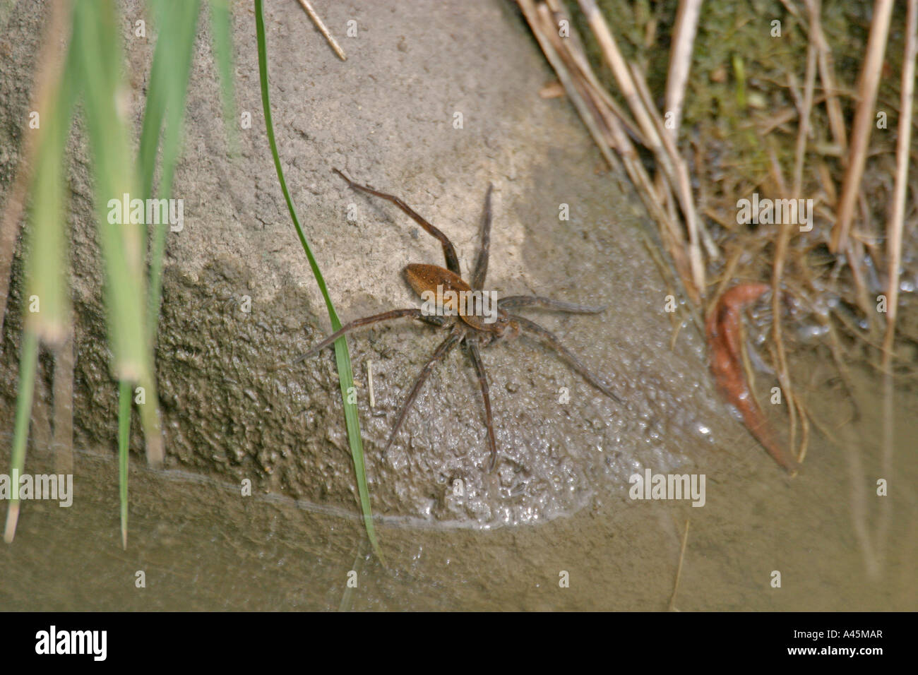 RAFT SPIDER DOLOMEDES PLANTARIUS AT EDGE OF WATER TV Stock Photo
