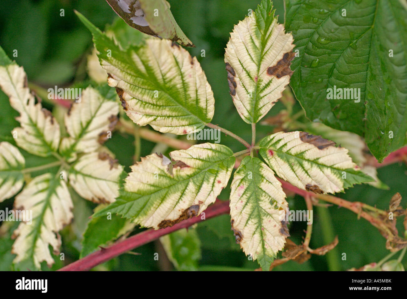 IRON DEFICIENCY IN BLACKBERRY Stock Photo - Alamy