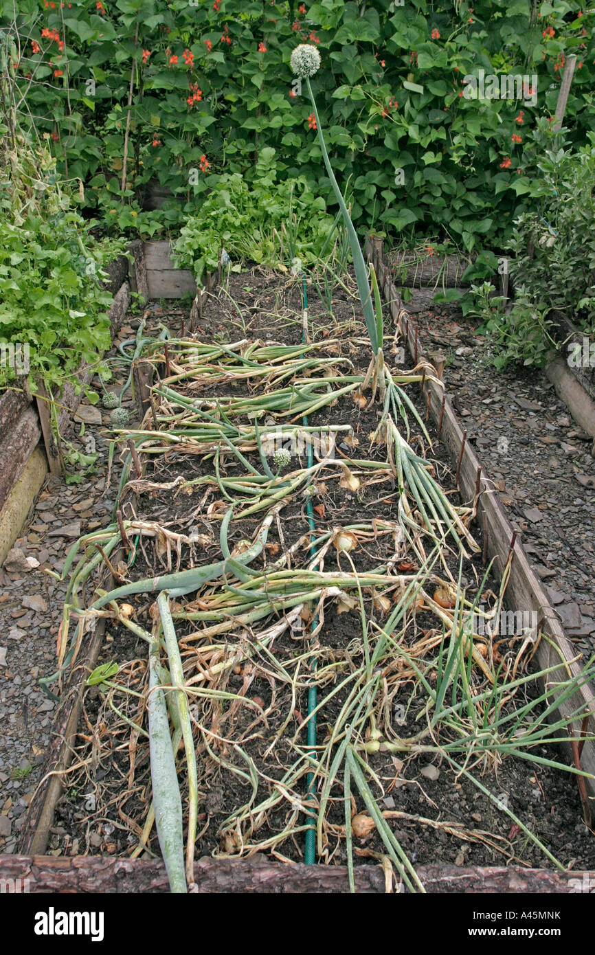 RAISED BED WITH ONIONS COMING TO MATURITY Stock Photo Alamy
