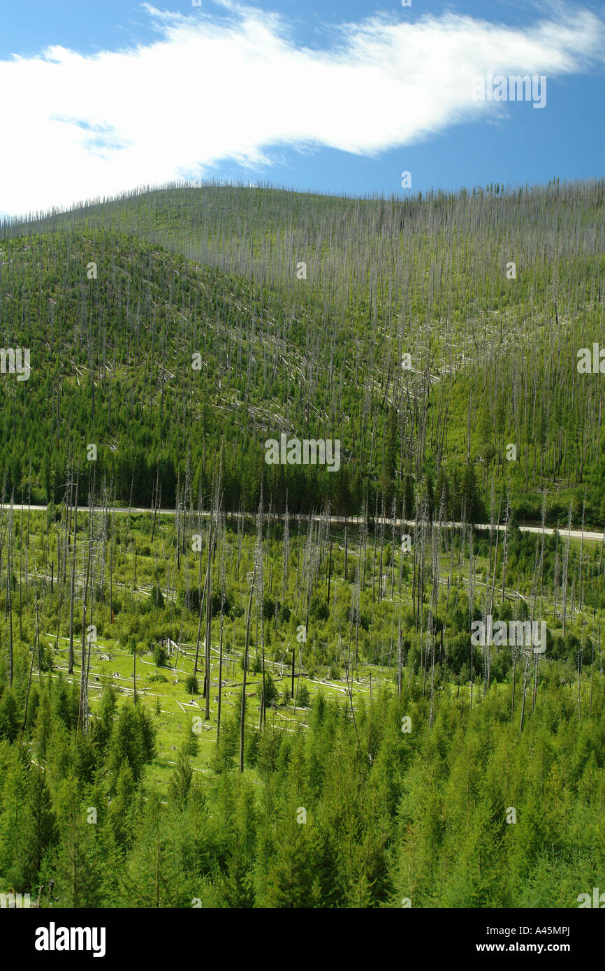 AJD55823, Colville National Forest, WA, Washington, Route 20, Sherman