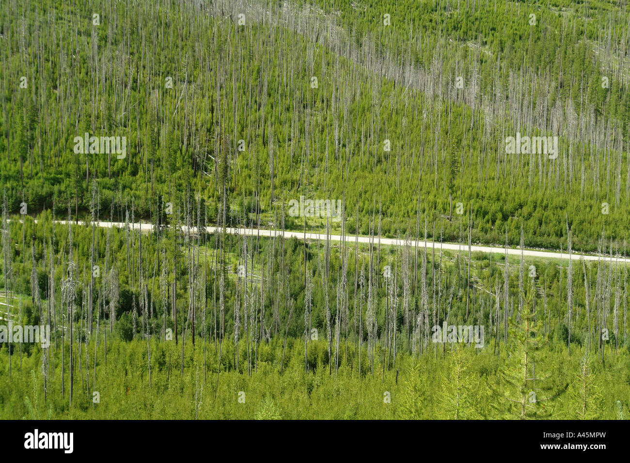 AJD55829, Colville National Forest, WA, Washington, Route 20, Sherman