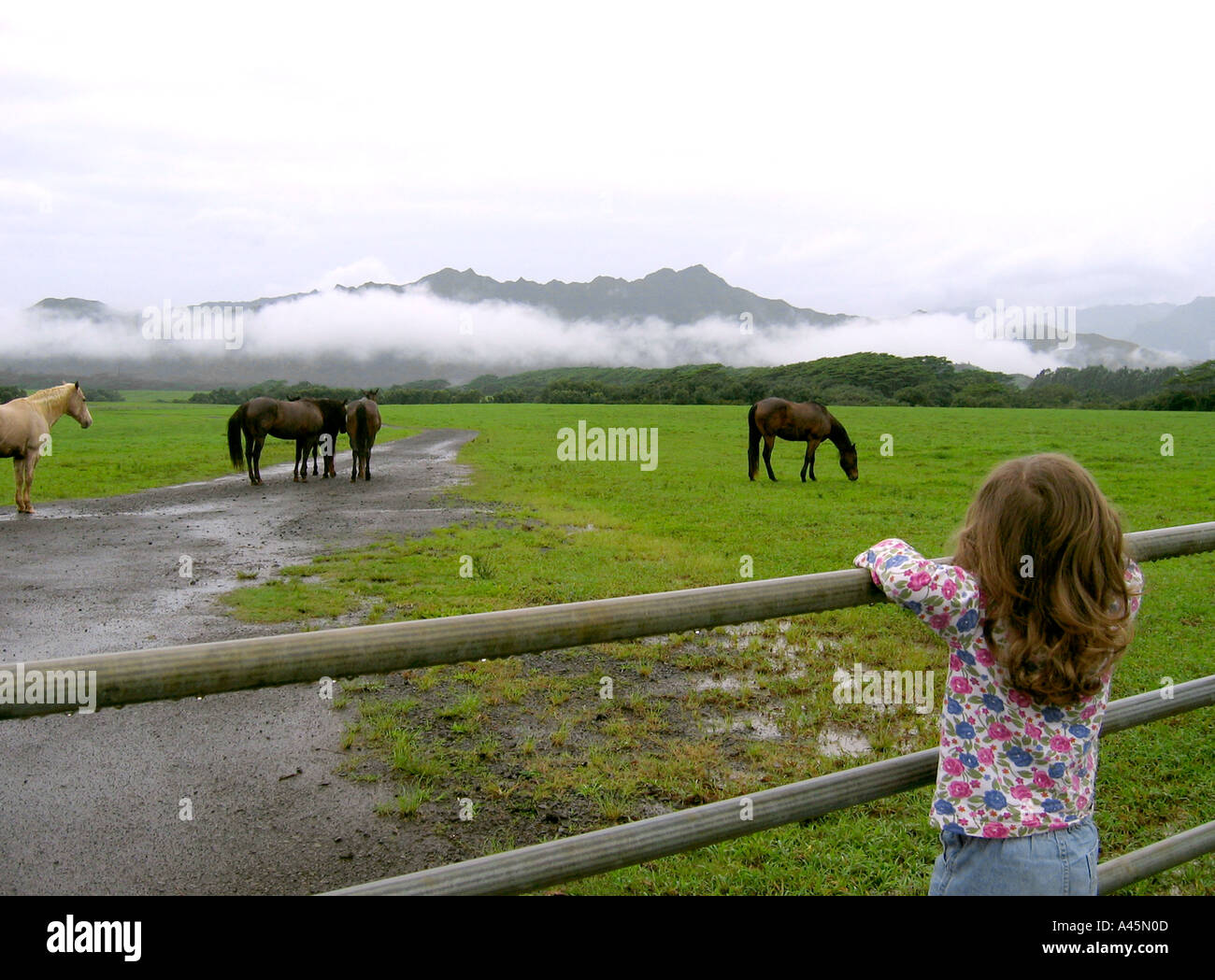 Girl watching horses Kauai Hawaii USA Stock Photo