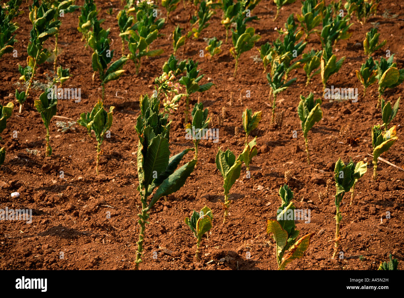 Near Dead Sea Jordan Agriculture Tobacco Growing In Field Stock Photo