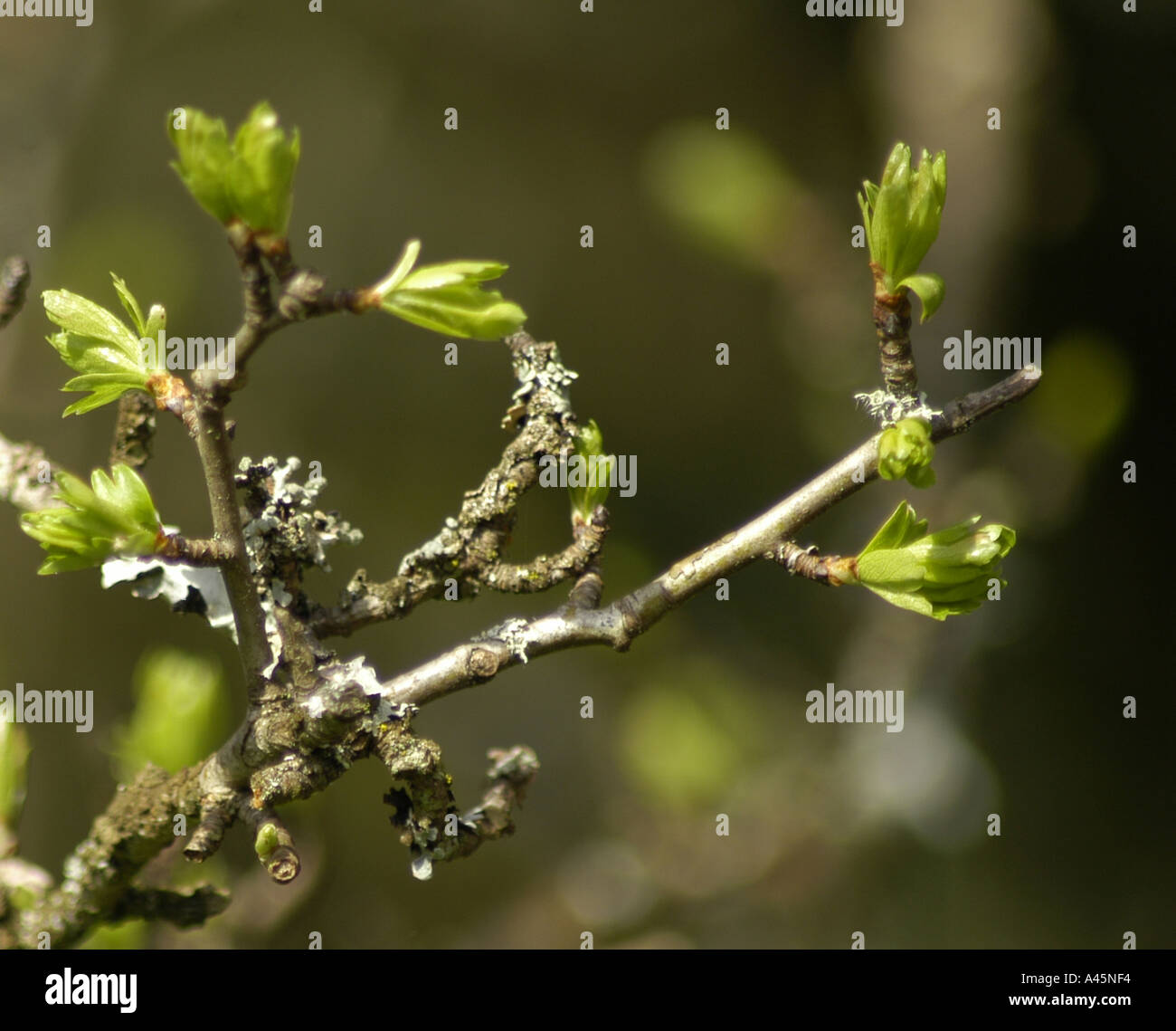 Leaf In Spring Foliate leaves hi-res stock photography and images - Alamy