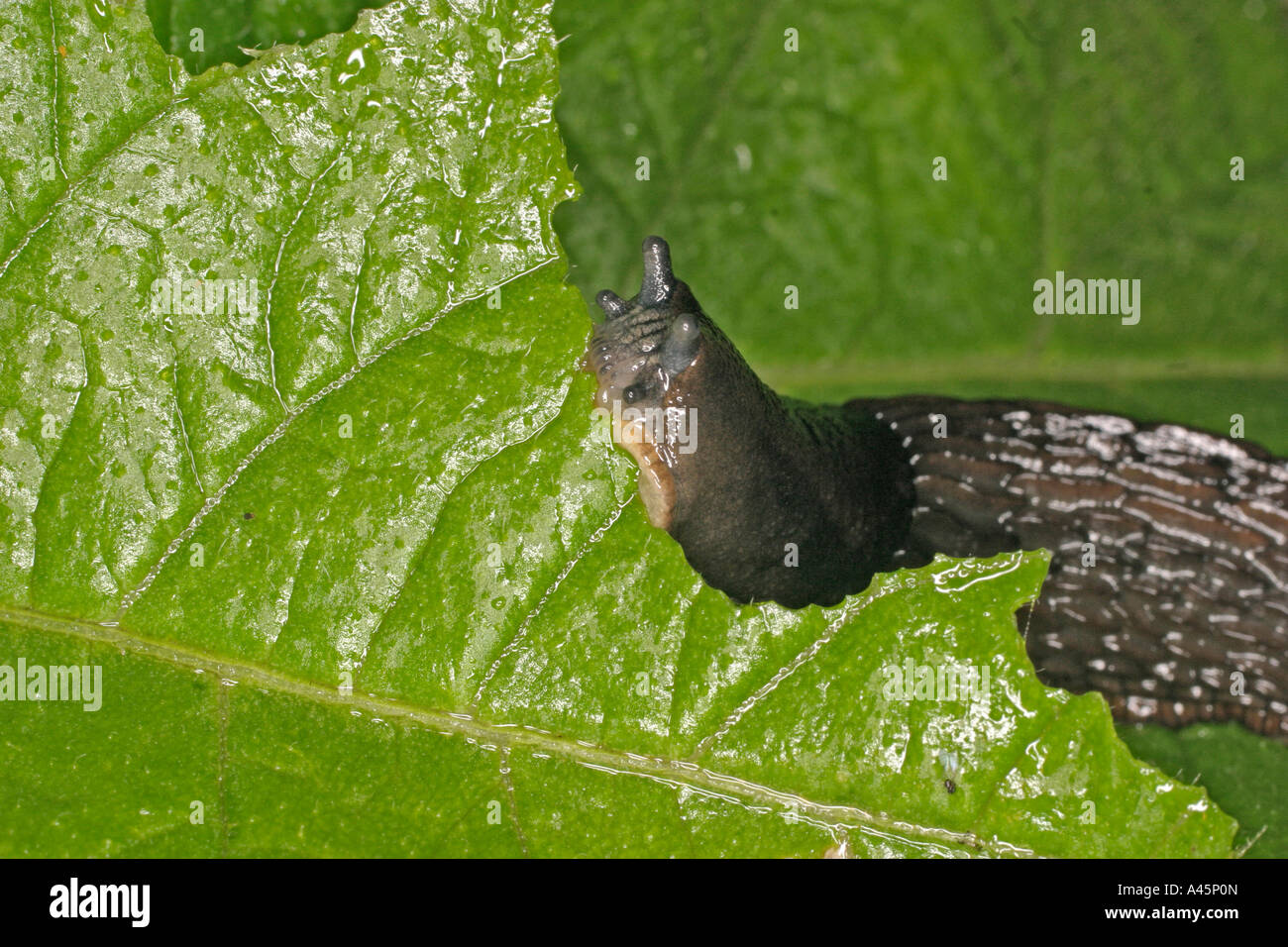 KEELED SLUG MILAX SPP EATING POTATO LEAF Stock Photo Alamy