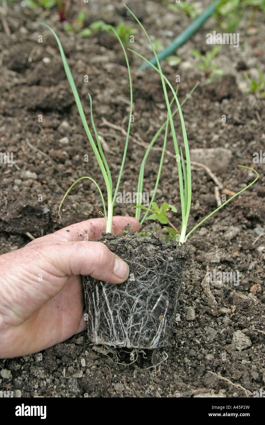 TRANSPLANTING LEEKS STEP 1 REMOVE FROM POT Stock Photo Alamy