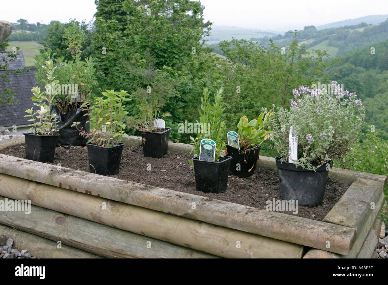BUILDING A HERB PLANTER STEP 10 ARRANGE THE HERB POTS ON TOP OF THE SOIL Stock Photo