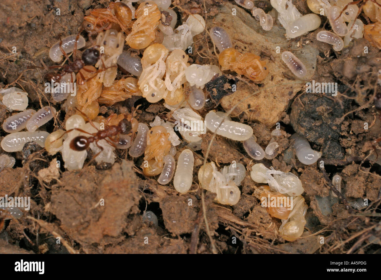 RED ANT MYRMICA RUBRA SHOWING EGGS AND GRUBS IN NEST Stock Photo Alamy