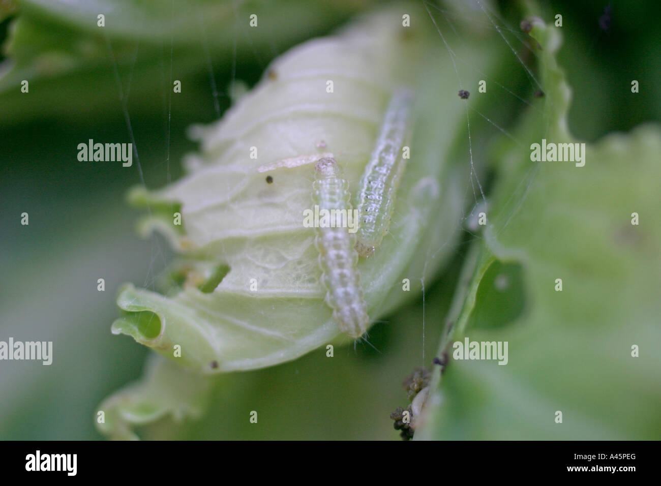 SILVER Y AUTOGRAPHA GAMMA CATERPILLARS INSIDE CABBAGE Stock Photo - Alamy