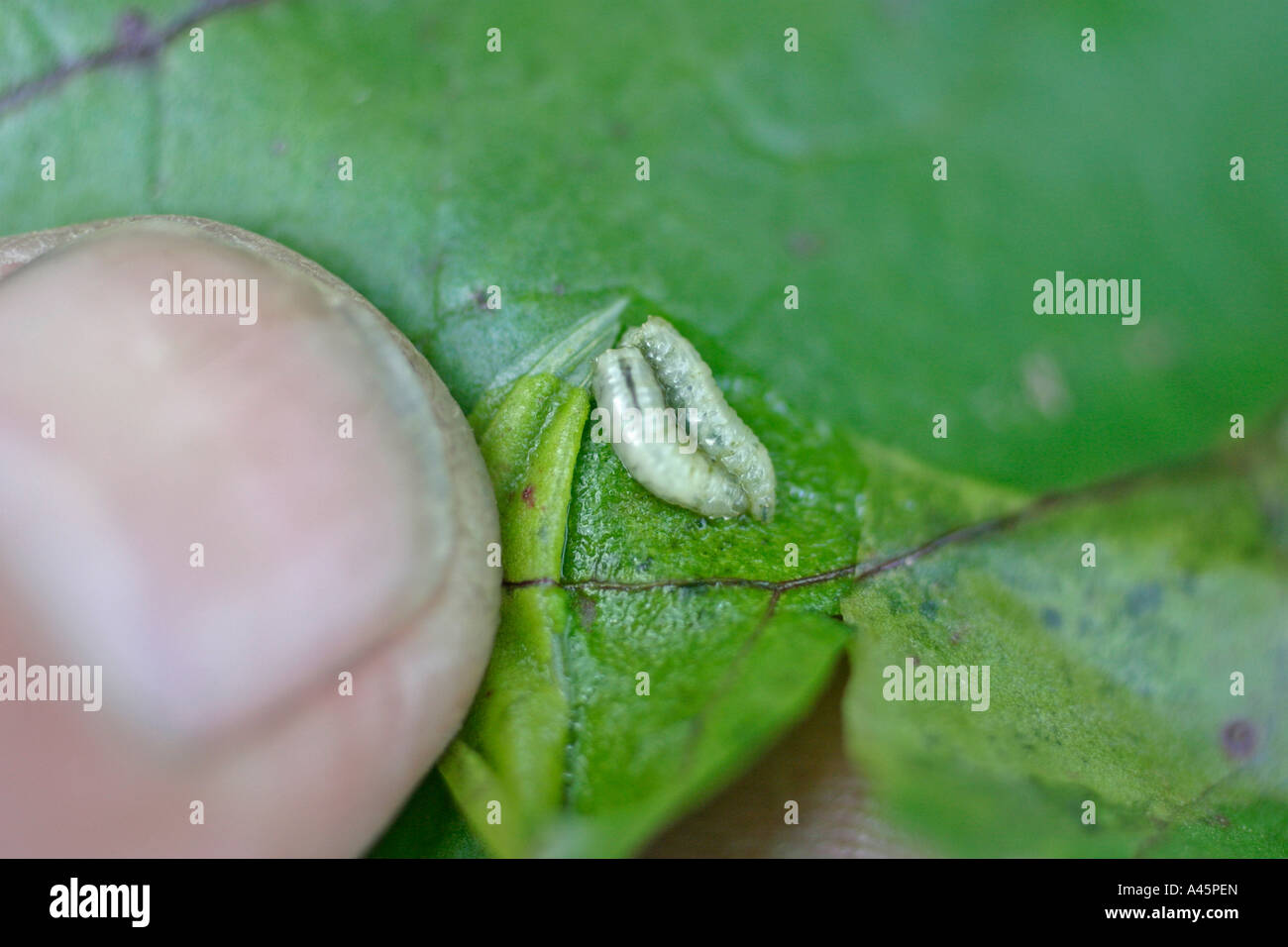 BEET LEAF MINER PEGOMYA HYOSCYAMI GRUBS INSIDE LEAF MINE Stock Photo