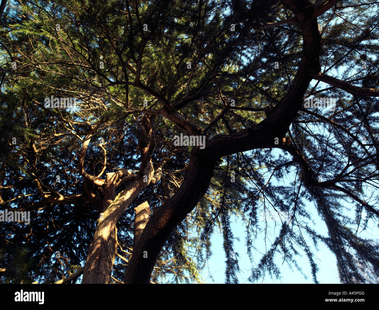 Juniper Tree St Dunstans Church Cheam Surrey England Stock Photo