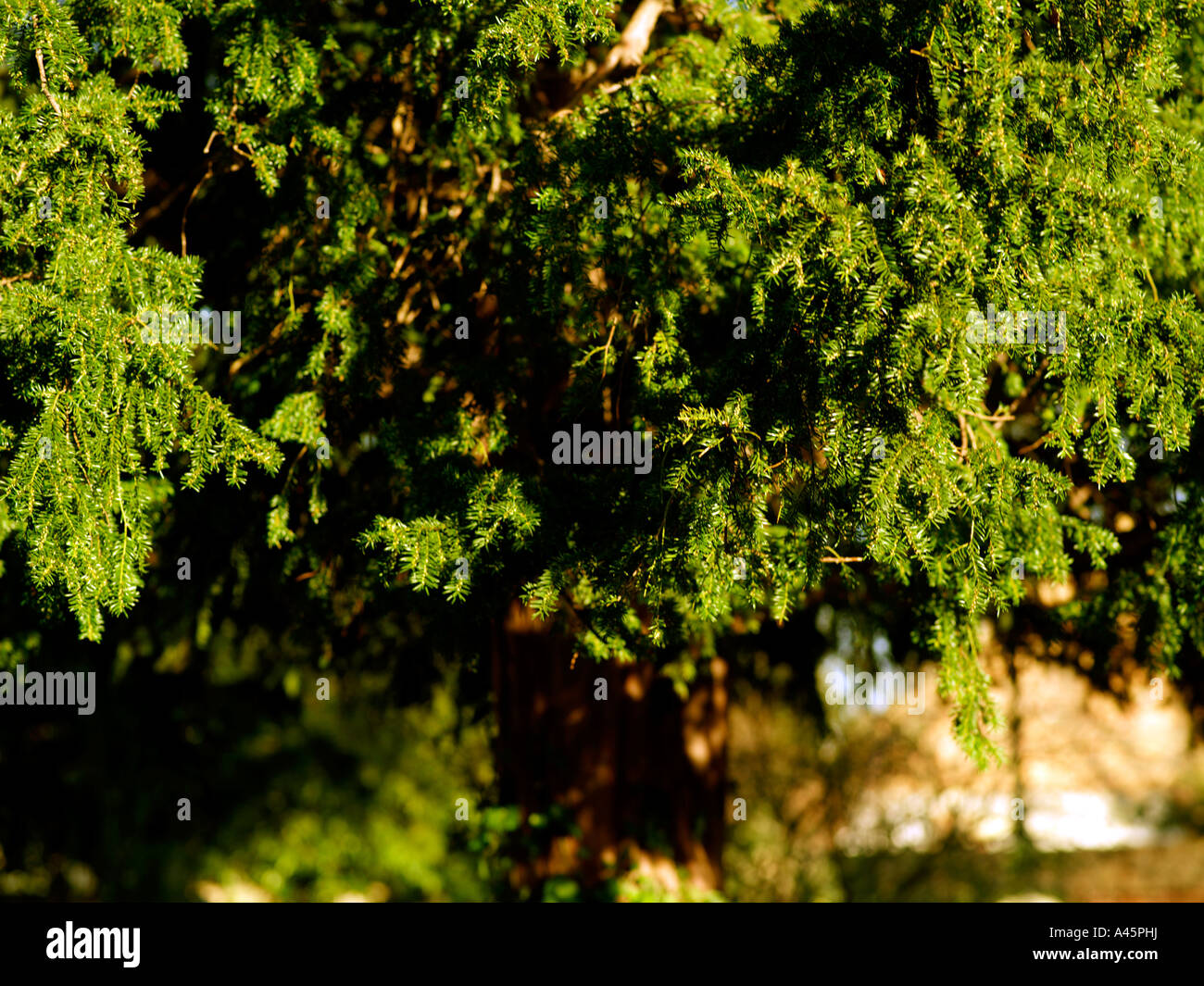 Juniper Tree St Dunstans Church Cheam Surrey England Stock Photo