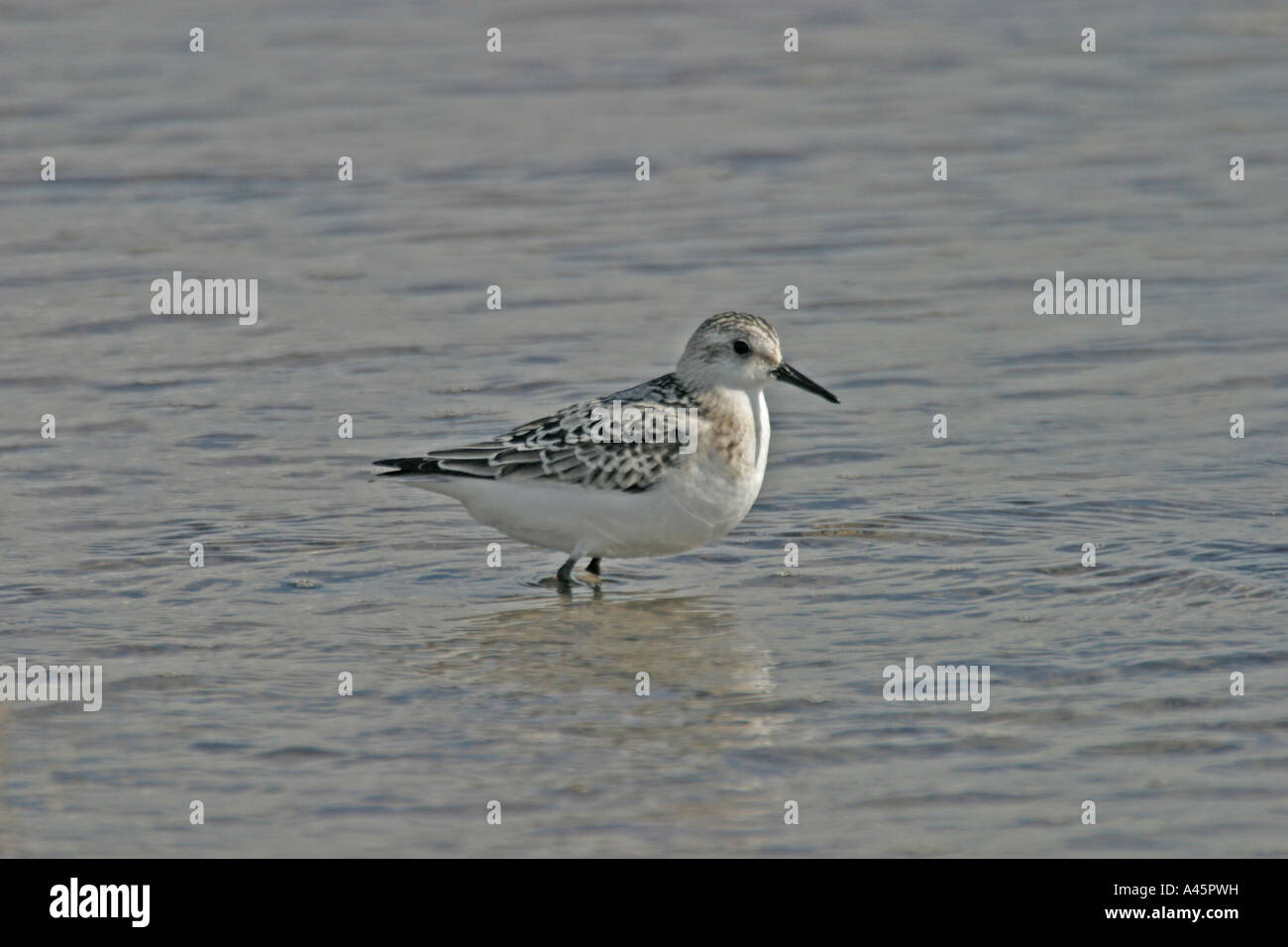 SANDERLING CALIDRIS ALBA STANDING IN WATER SV Stock Photo Alamy