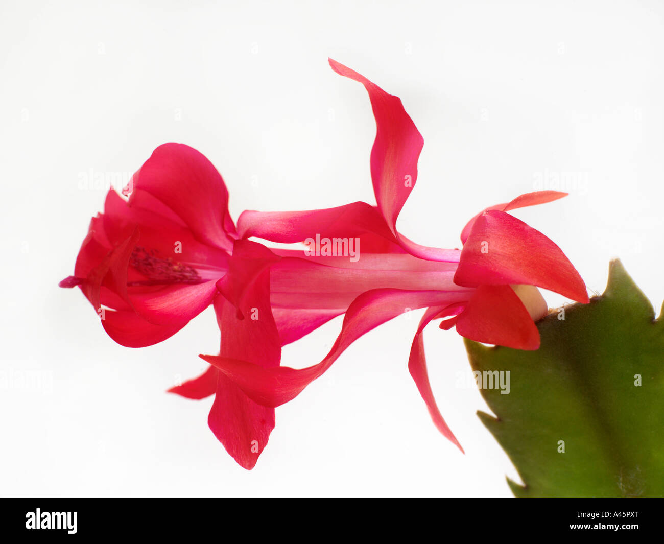 Christmas Cactus Cutout Stock Photo