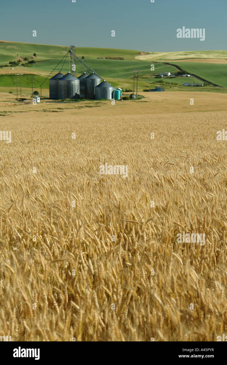 AJD56228, Moscow, ID, Idaho, The Palouse, rolling hills, farmland