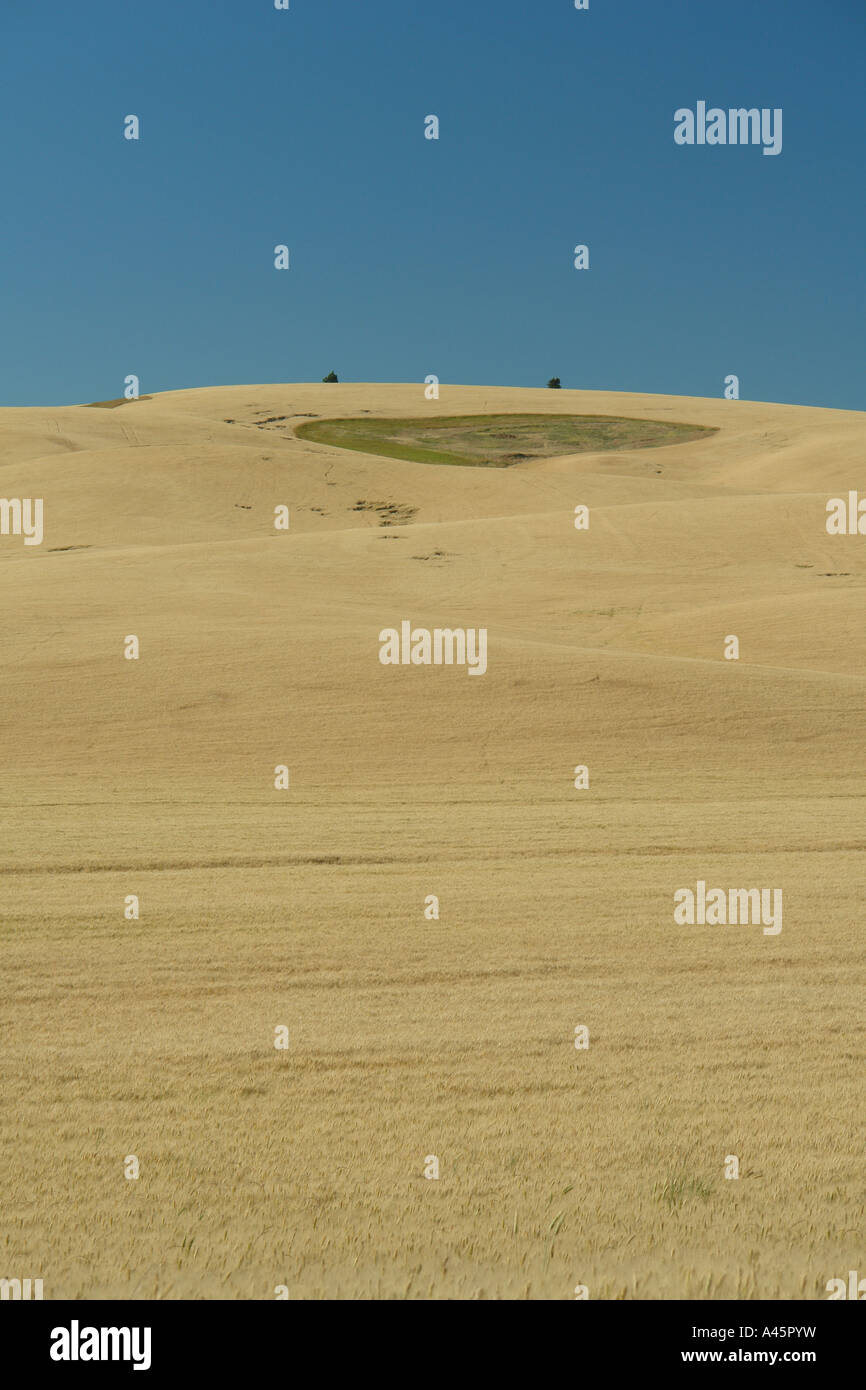 AJD56229, Moscow, ID, Idaho, The Palouse, rolling hills, farmland