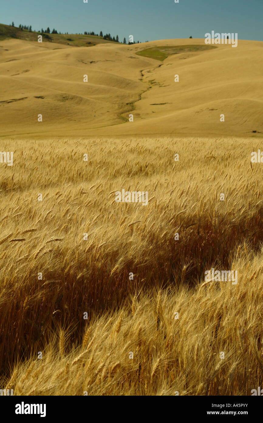 AJD56230, Moscow, ID, Idaho, The Palouse, rolling hills, farmland