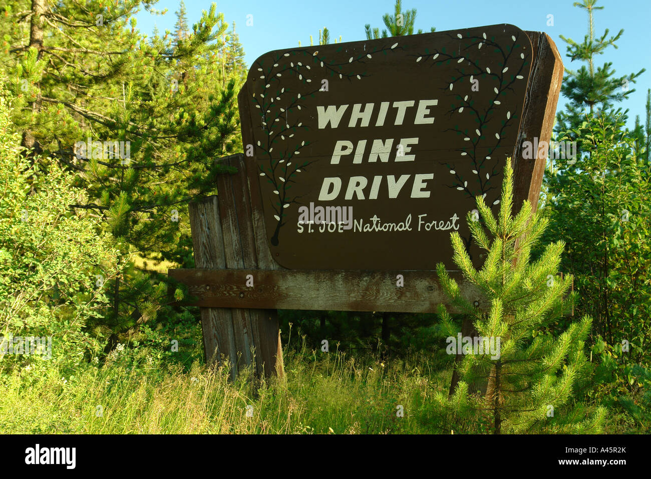 AJD56243, St. Joe National Forest, ID, Idaho, White Pine Drive, wooden road sign Stock Photo