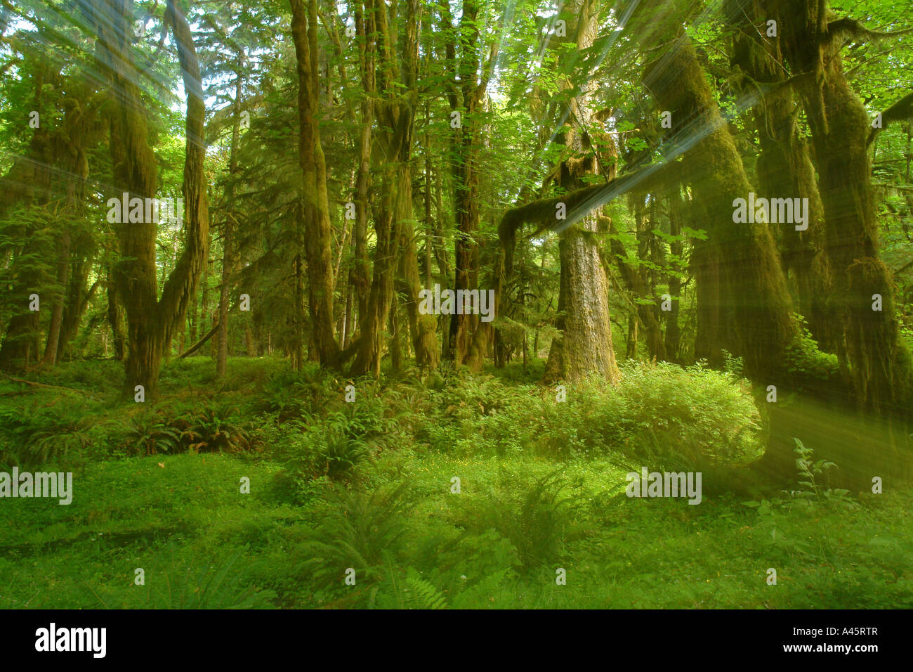 AJD55490, Olympic National Park, WA, Washington, Olympic Peninsula