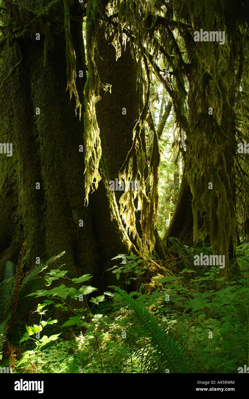 AJD55497 Olympic National Park WA Washington Olympic Peninsula ajd55497-olympic-national-park-wa-washington-olympic-peninsula