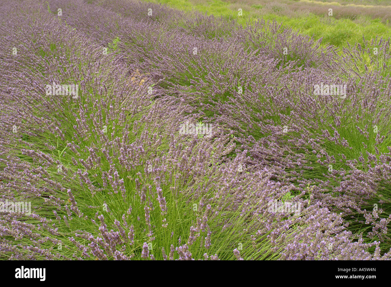 AJD55805, Oliver, Okanagan Valley, British Columbia, Canada, Lavender Farm Stock Photo