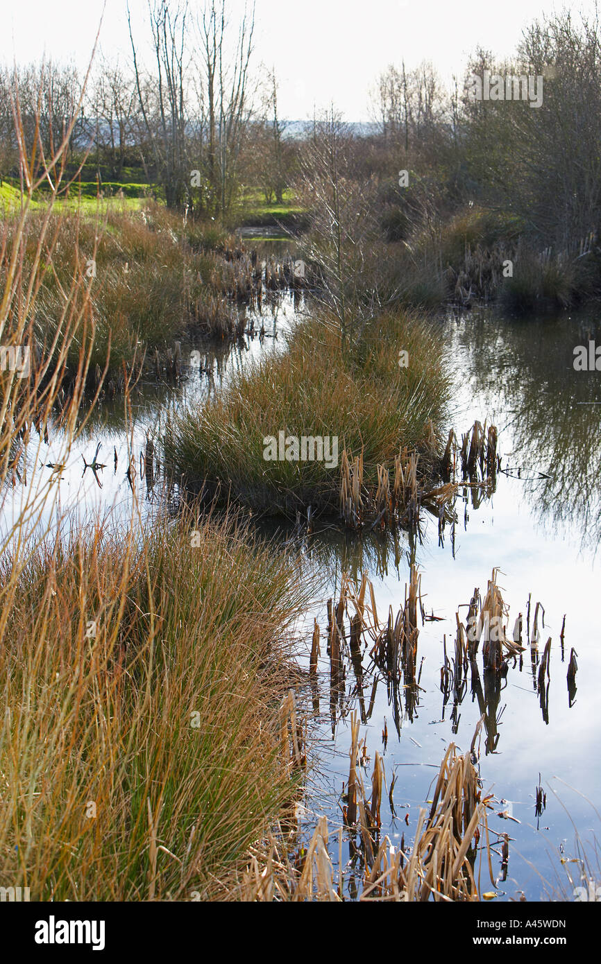 View of the Wetlands at the Wales Wetlands Trust, near Llanelli, West Wales, UK Stock Photo