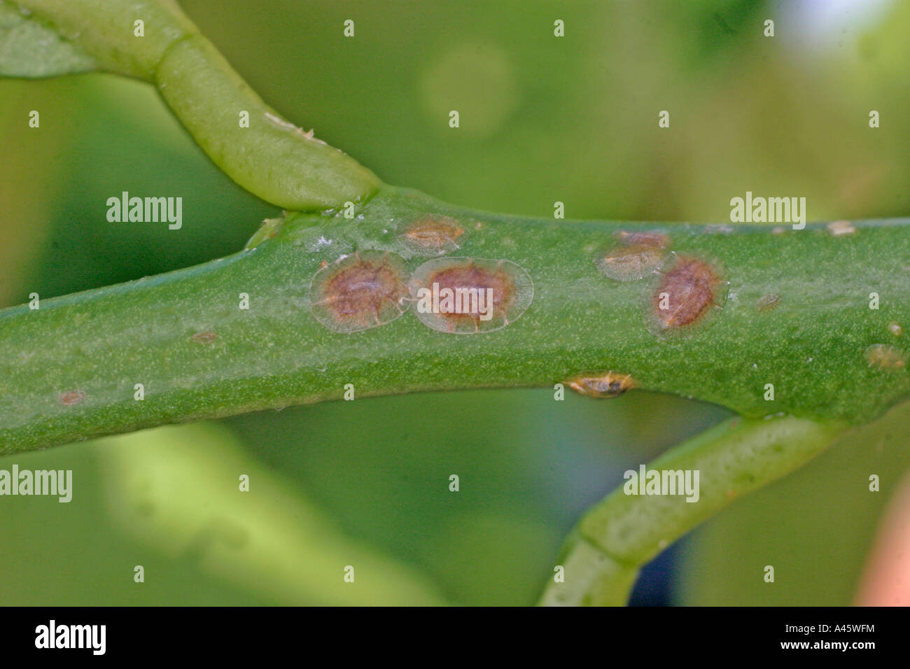 SCALE INSECT COCCUS HESPERIDUM GROUP TOGETHER ON LEMON TREE BRANCH