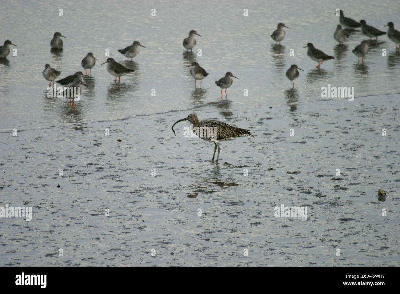Curlew Rspb CURLEW NUMENSIS ARQUATA ON MUDFLAT WITH REDSHANK Stock Photo - Alamy