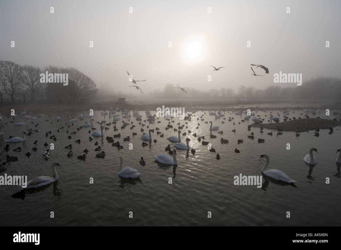 Wildfowl Wetlands Trust bird reserve Slimbridge - Gloucestershire - UK Stock Photo