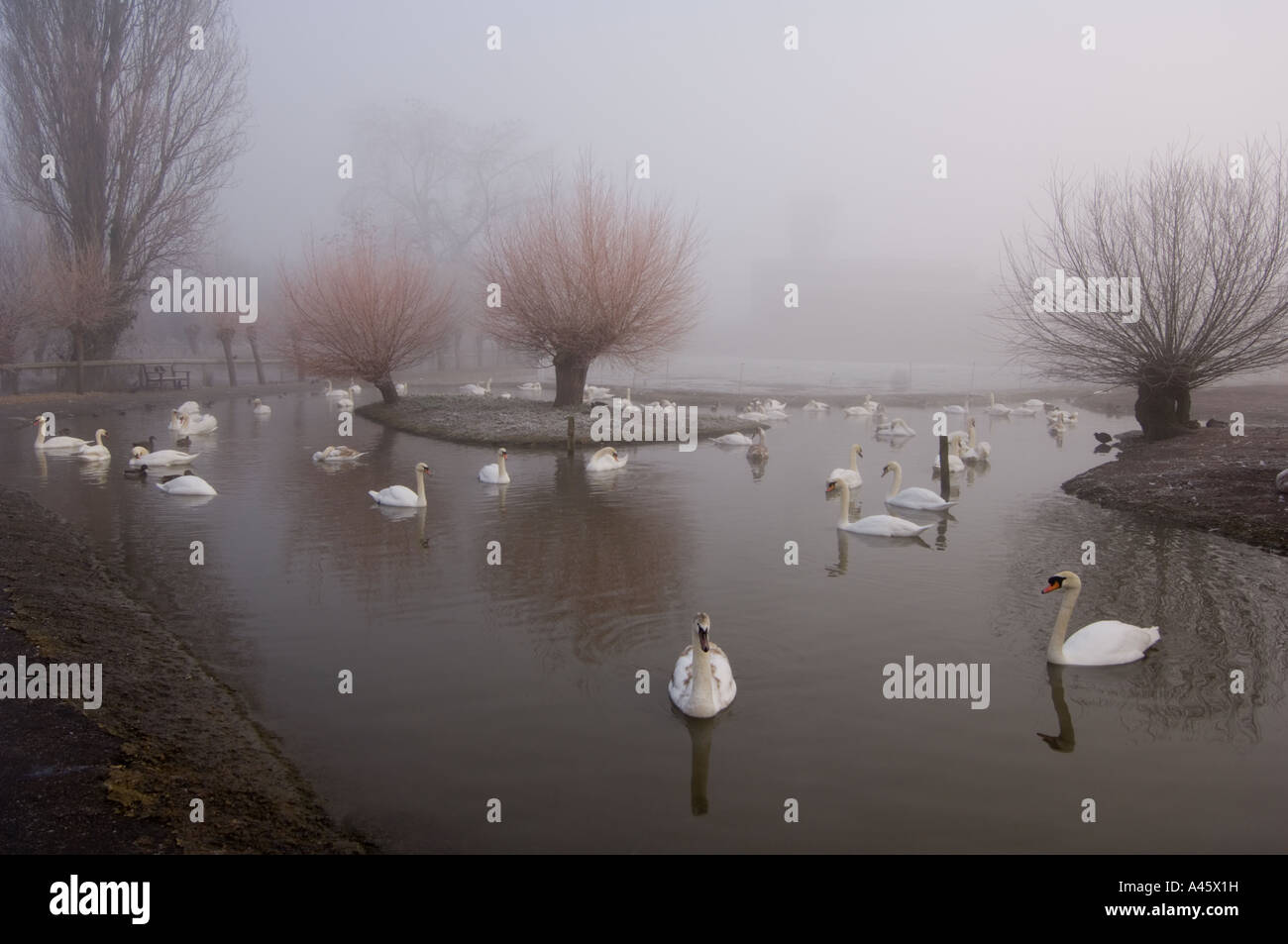 Swans in winter fog at Wildfowl Wetlands Trust bird reserve, Slimbridge, Gloucestershire, UK Stock Photo