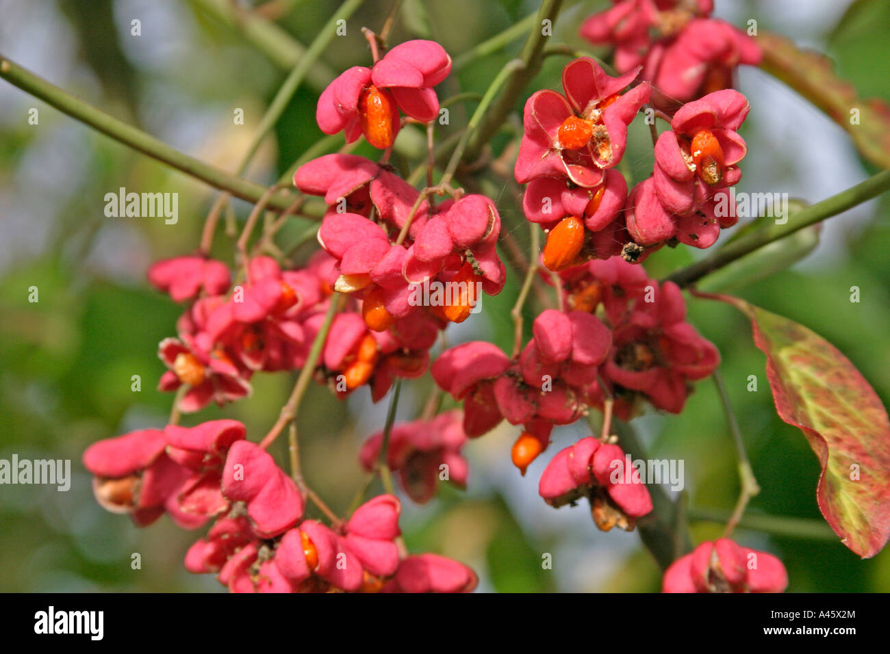 SPINDLEBERRY TREE EUONYMUS EUROPAEUS CLOSE UP OF BERRIES Stock Photo