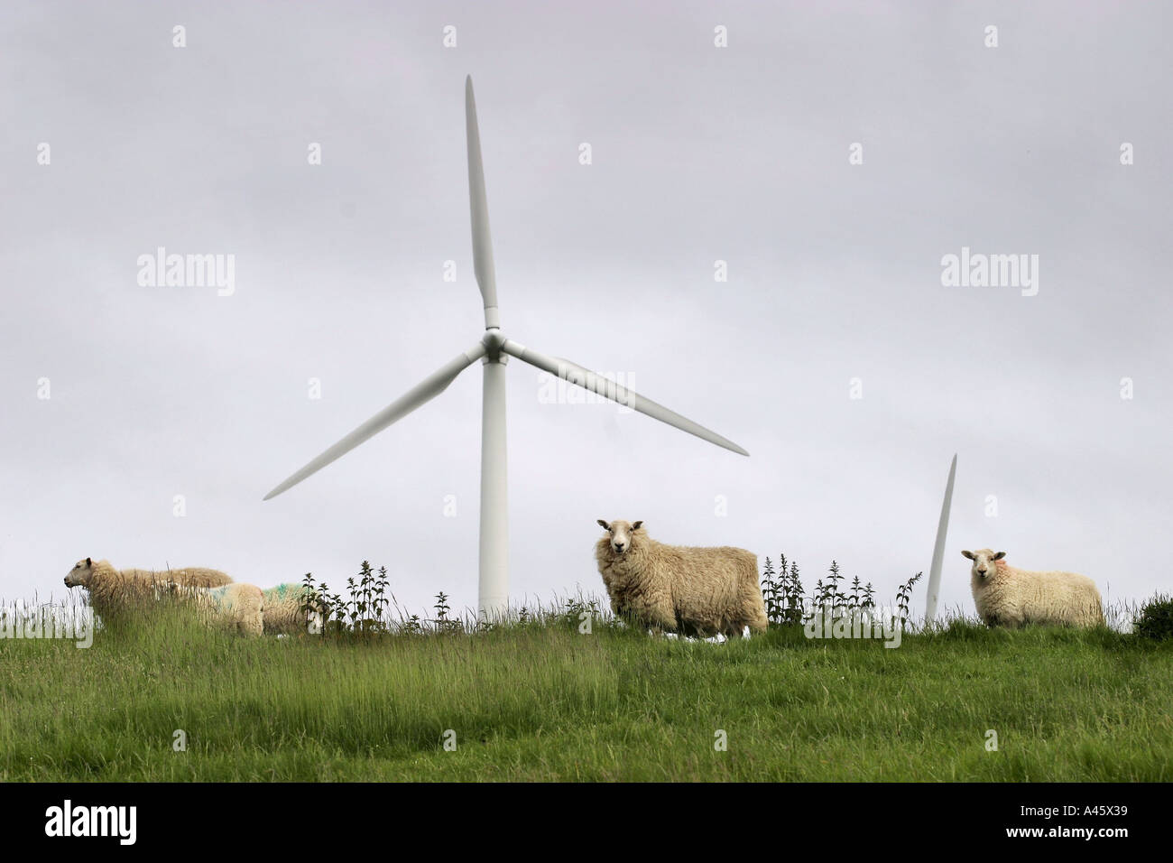 sheep graze in front of a windmill electricity turbine on the mynydd gorddu wind farm near talybont in west wales Stock Photo