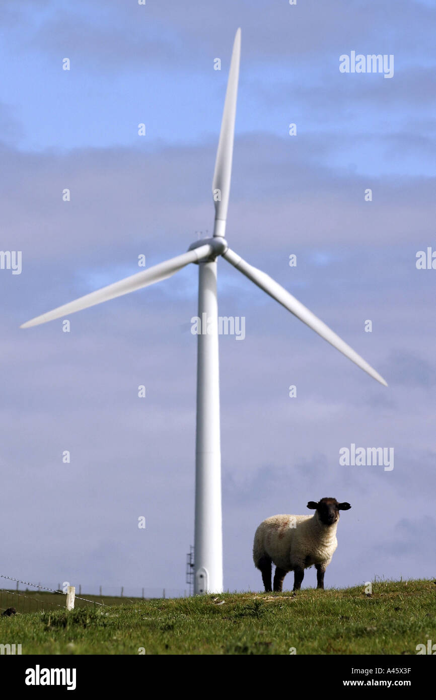 a sheep grazes in front of a windmill electricity turbine on the mynydd gorddu wind farm near talybont in west wales Stock Photo
