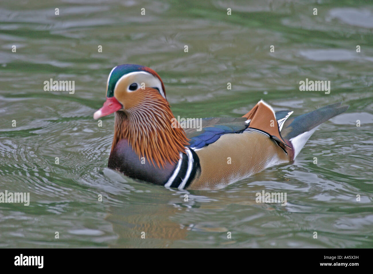 MANDARIN DUCK AIX GALERICULATA MALE SWIMMING SV Stock Photo - Alamy