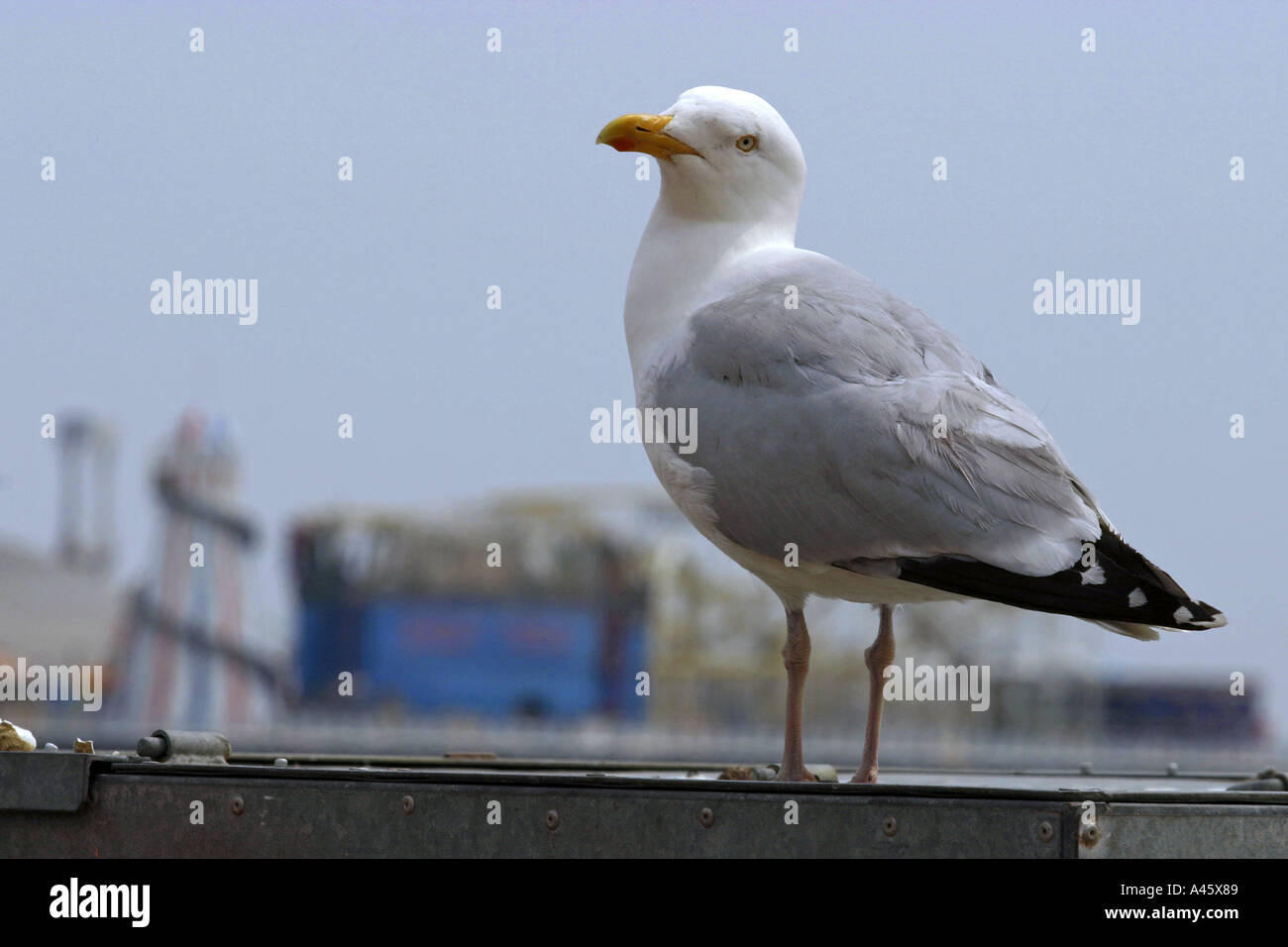 a seagull on brighton beach on the south coast of england Stock Photo