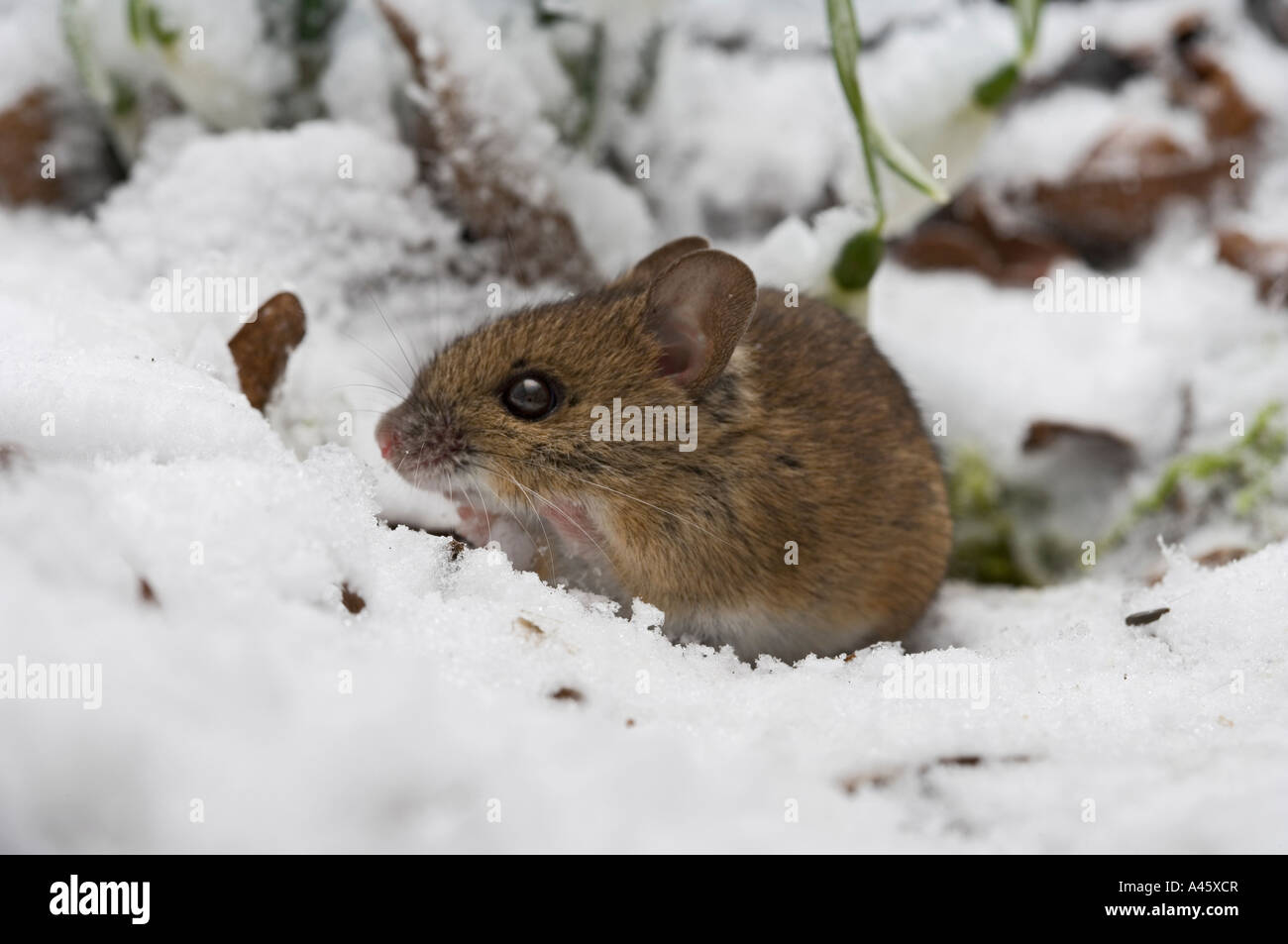 Snow mouse hi-res stock photography and images - Alamy Snow mouse hi-res stock photography and images - Alamy