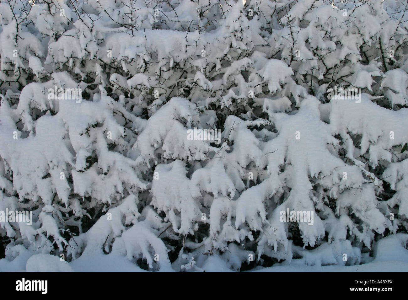 HEAVY SNOWFALL ON HEDGEROW Stock Photo